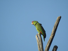 Amazona viridigenalis