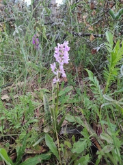 Orchis mascula laxifloriformis