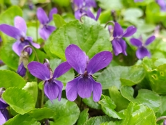 Viola odorata