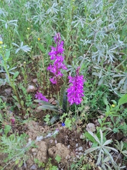 Orchis mascula laxifloriformis