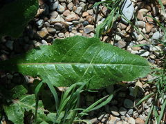 Helminthotheca echioides