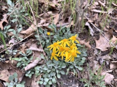 Packera antennariifolia