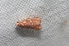 Himmacia