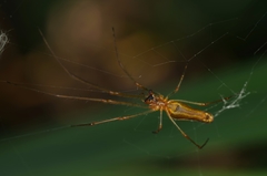 Tetragnatha montana