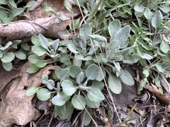 Packera antennariifolia