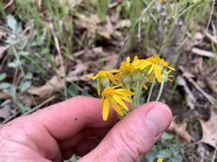 Packera antennariifolia