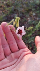 Pavonia xanthogloea
