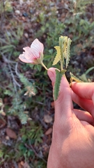 Pavonia xanthogloea