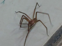 Loxosceles