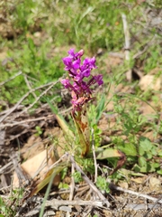 Orchis mascula laxifloriformis
