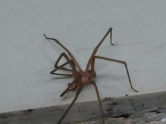 Loxosceles