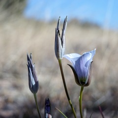 Calochortus ambiguus