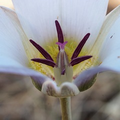 Calochortus ambiguus