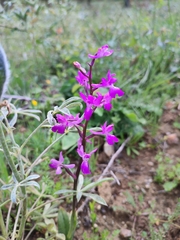 Orchis mascula laxifloriformis