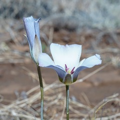Calochortus ambiguus