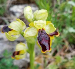 Ophrys