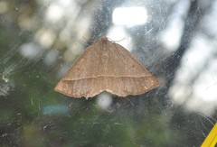 Metarranthis obfirmaria