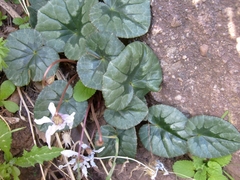Cyclamen africanum