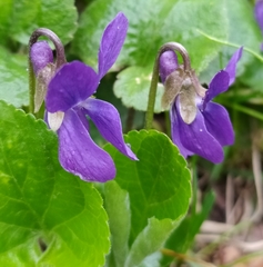 Viola odorata