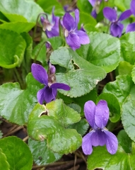 Viola odorata