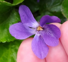 Viola odorata