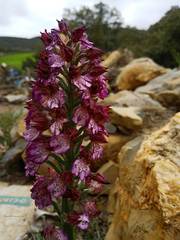 Orchis purpurea image