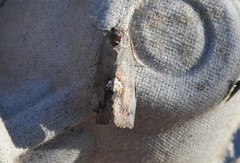 Hypsoropha hormos
