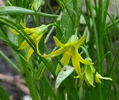 Gagea minima