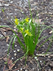 Gagea minima