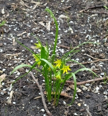 Gagea minima