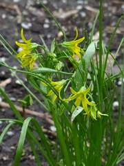 Gagea minima