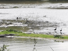 Crocodylus moreletii