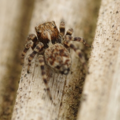Pseudeuophrys erratica
