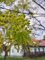 Acer platanoides