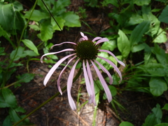 Echinacea laevigata