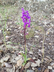 Orchis mascula laxifloriformis