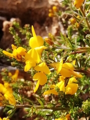 Genista ancistrocarpa