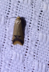 Tachystola hemisema