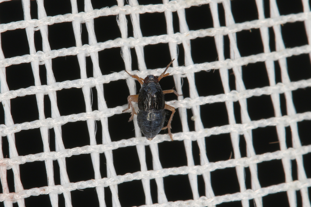 Delphacodes aterrima