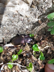 Carabus macrocephalus