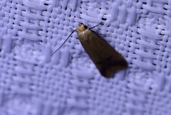 Tachystola hemisema