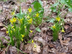Gagea minima