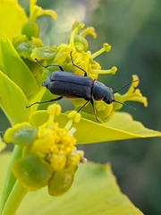 Clanoptilus abdominalis