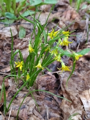 Gagea minima