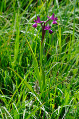 Anacamptis laxiflora