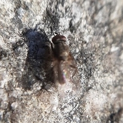 Muscoidea