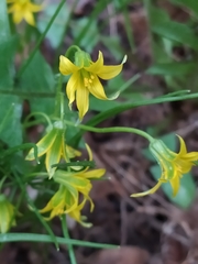 Gagea minima