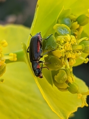 Clanoptilus abdominalis
