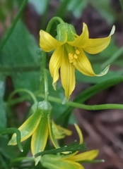 Gagea minima