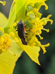 Clanoptilus abdominalis